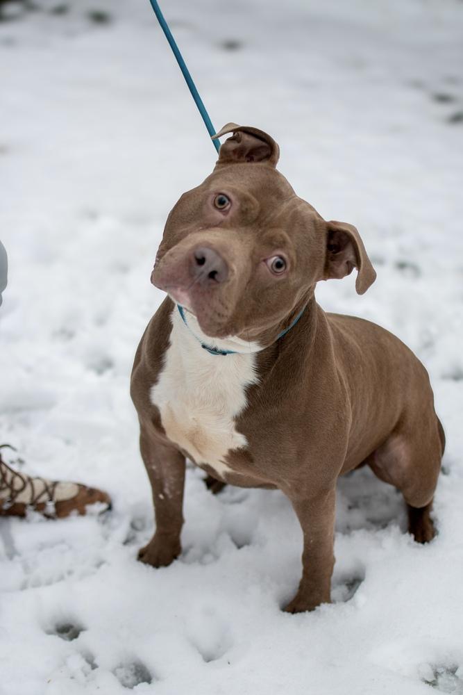Enlarge Marty, a Adoptable mixed breed in Frankfort, NY image 4/6