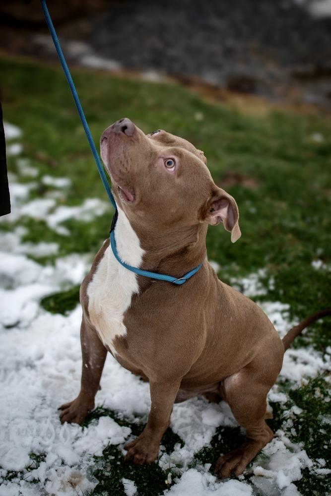 Enlarge Marty, a Adoptable mixed breed in Frankfort, NY image 5/6