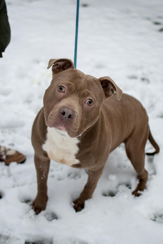 Enlarge Marty, a Adoptable mixed breed in Frankfort, NY image 6/6