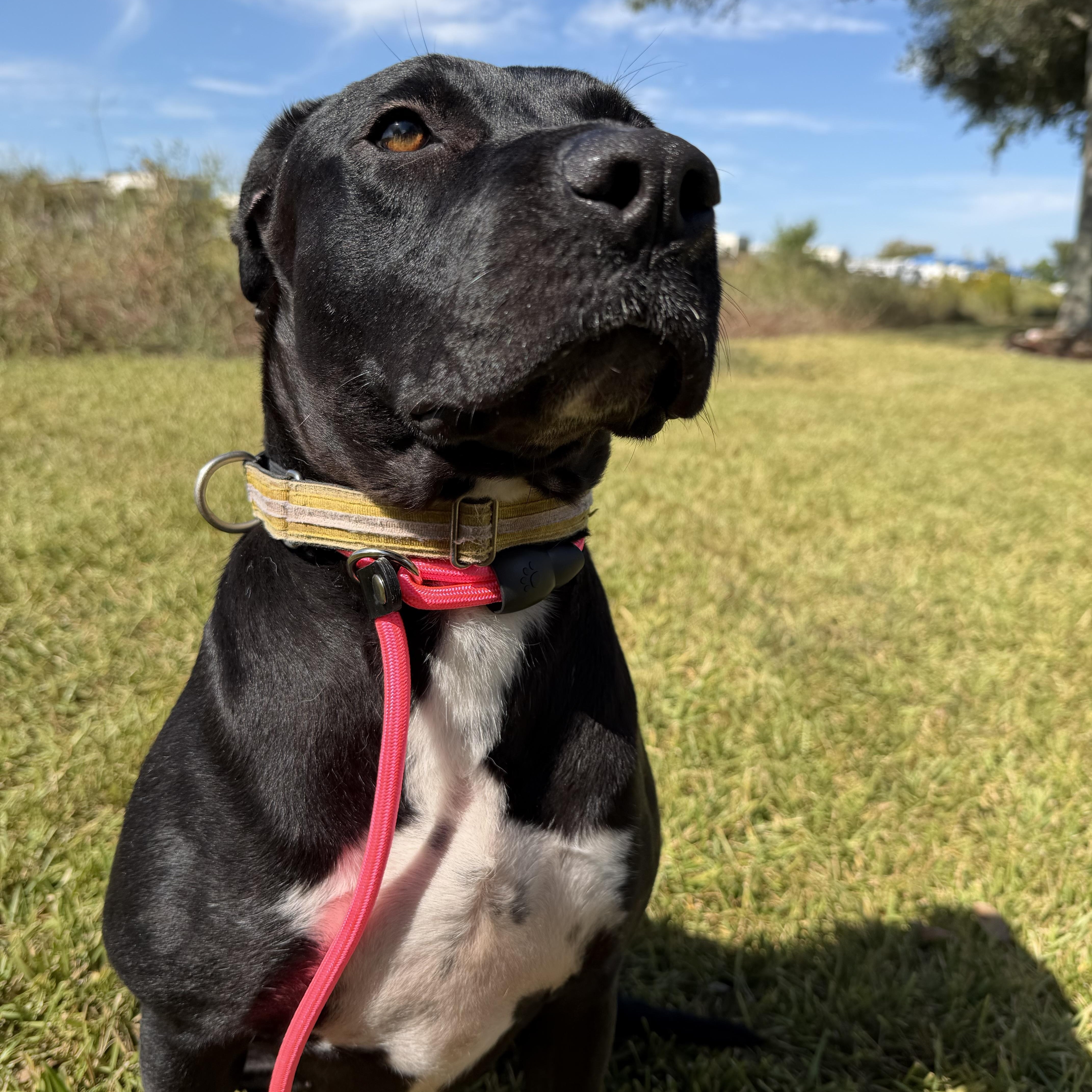 Enlarge Carmen, a Adoptable mixed breed in Portland, ME image 5/5