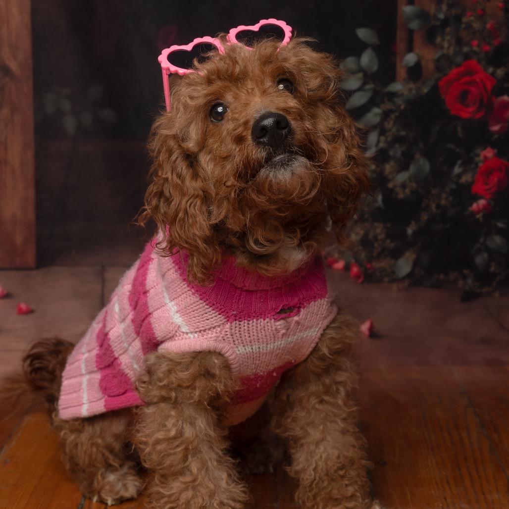 Petey, Adoptable, Adult Male Poodle.