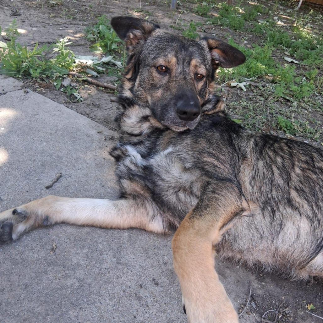 Chex, a Adoptable mixed breed in Olathe, KS image 1/5