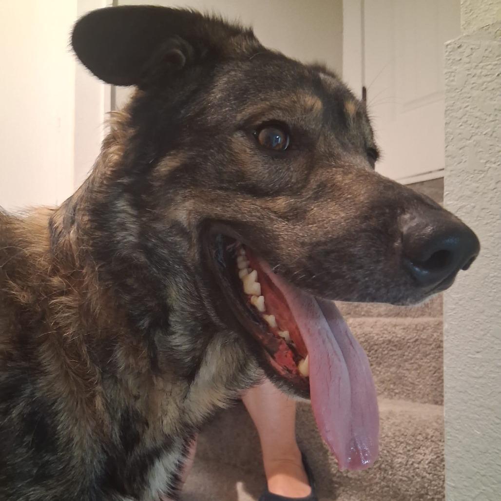 Chex, a Adoptable mixed breed in Olathe, KS image 2/5