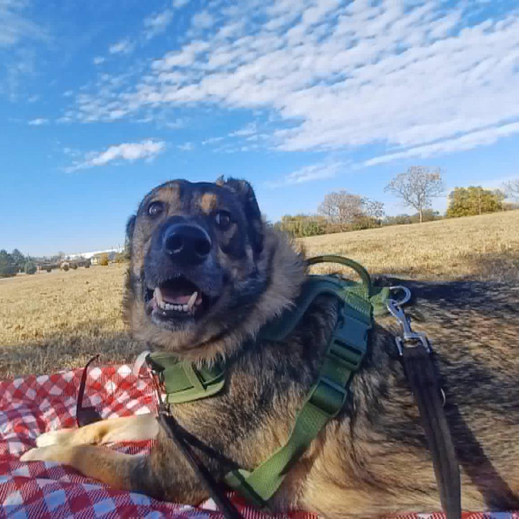 Enlarge Chex, a Adoptable mixed breed in Olathe, KS image 3/6
