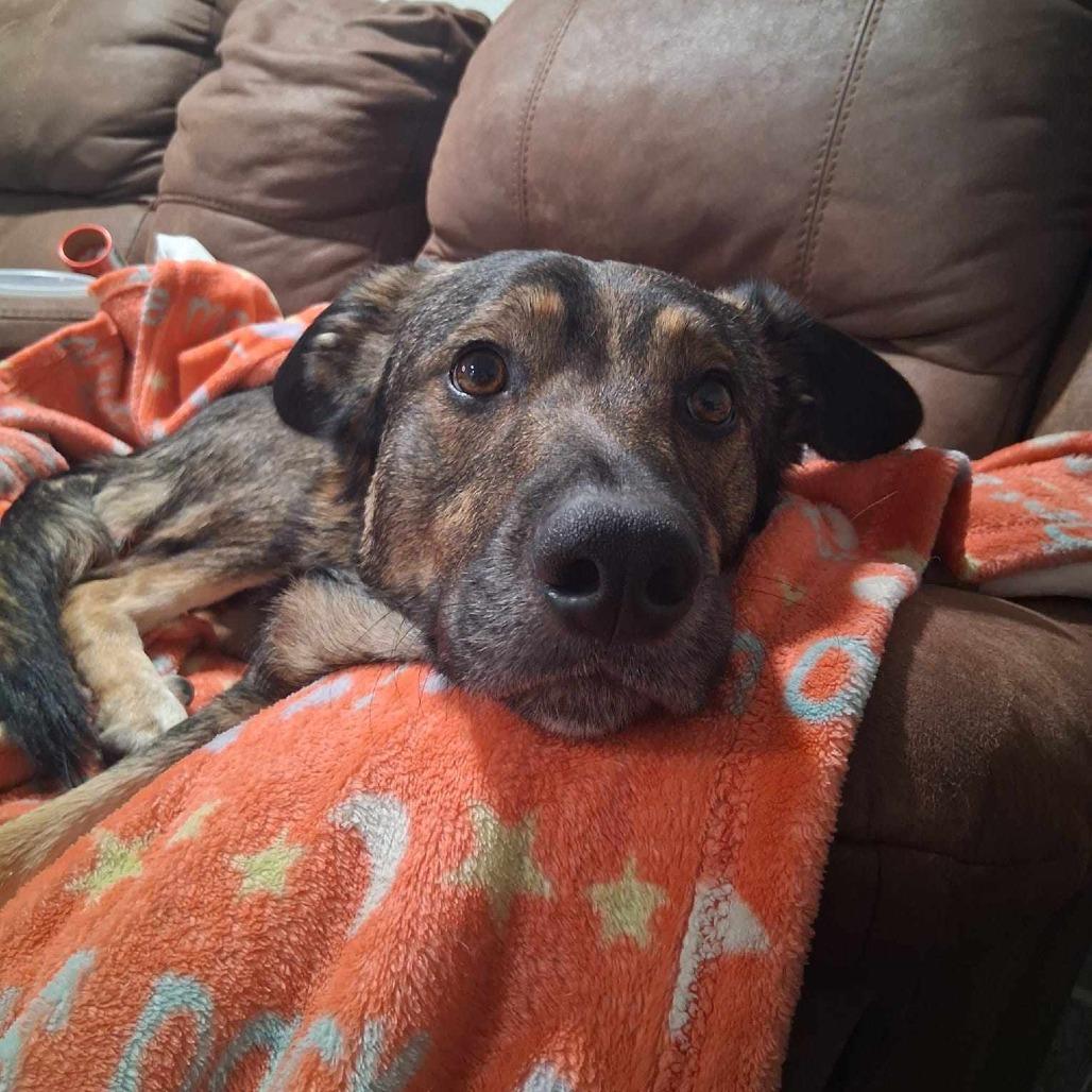 Chex, a Adoptable mixed breed in Olathe, KS image 4/5