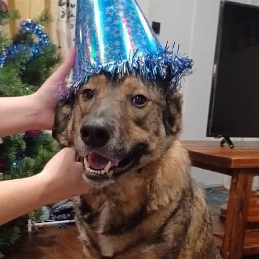 Enlarge Chex, a Adoptable mixed breed in Olathe, KS image 5/6