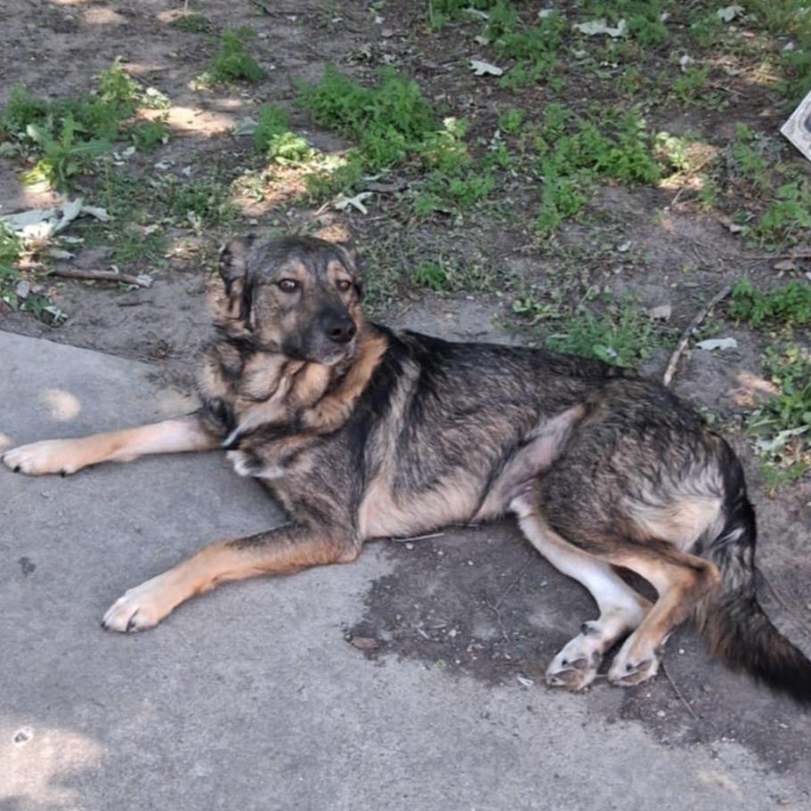 Chex, a Adoptable mixed breed in Olathe, KS image 5/5