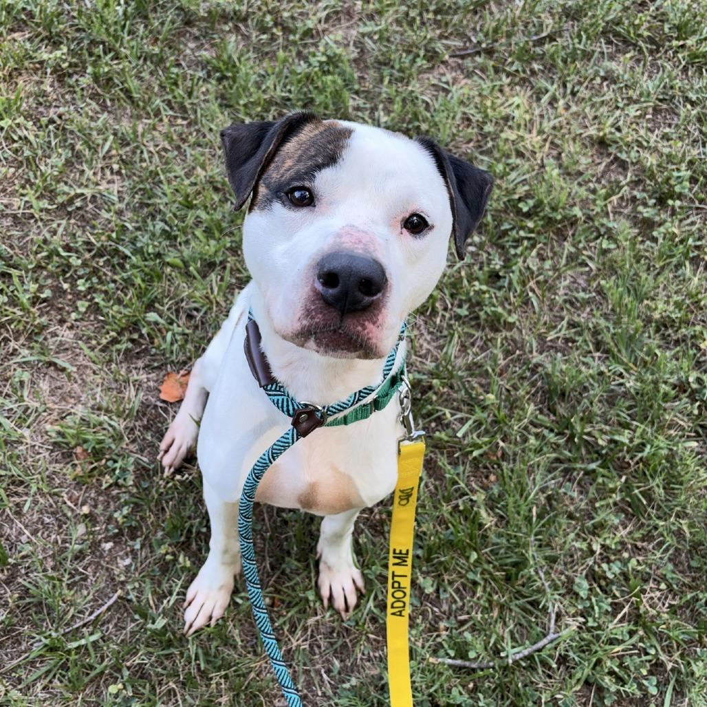 Pleasant Pup, Adoptable, Adult Male Mixed Breed.