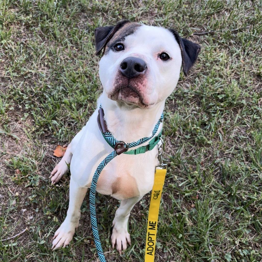 Pleasant Pup, a Adoptable Mixed Breed in Greensboro, NC image 2/6