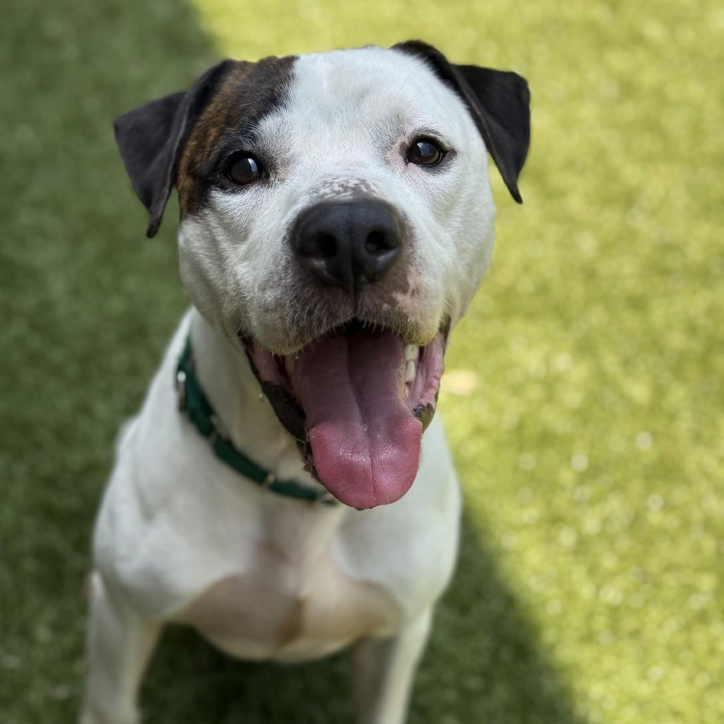Pleasant Pup, a Adoptable Mixed Breed in Greensboro, NC image 3/6