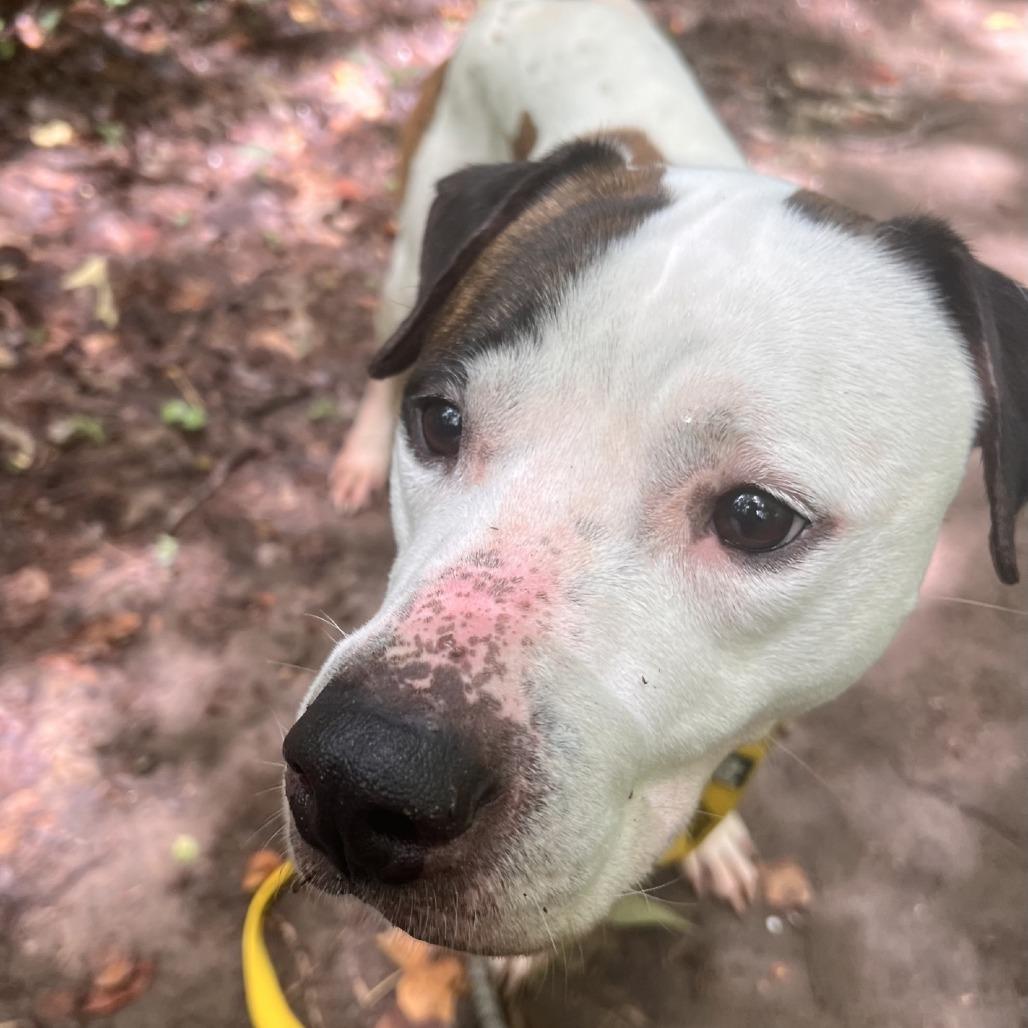 Pleasant Pup, a Adoptable Mixed Breed in Greensboro, NC image 4/6