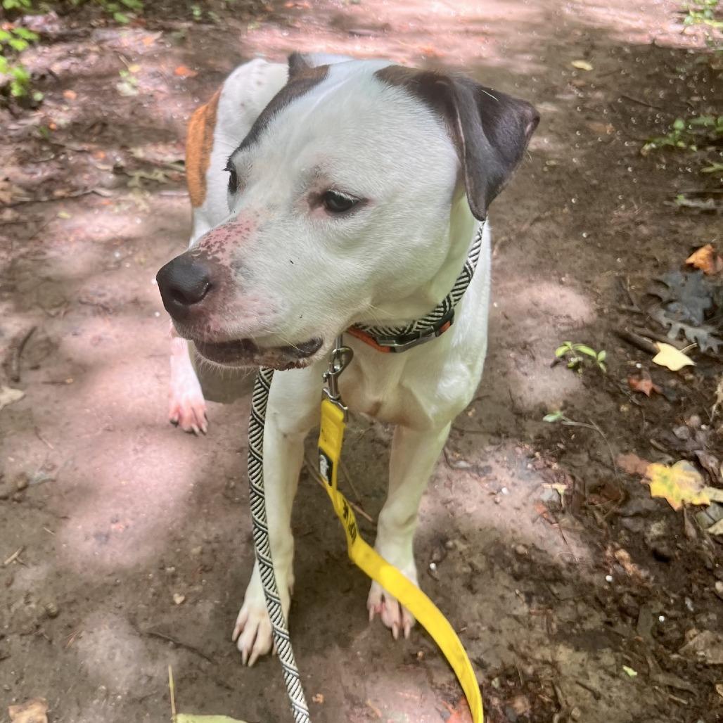 Pleasant Pup, a Adoptable Mixed Breed in Greensboro, NC image 5/6