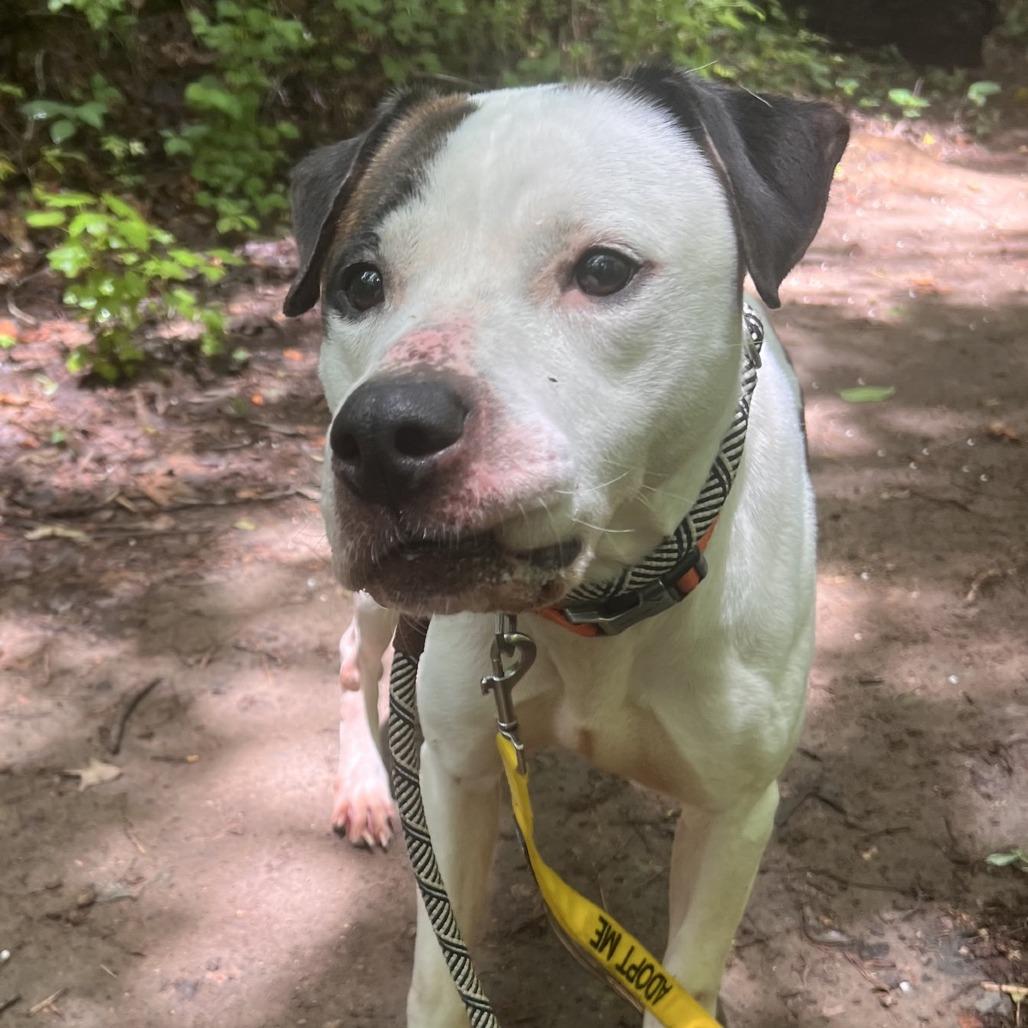 Pleasant Pup, a Adoptable Mixed Breed in Greensboro, NC image 6/6