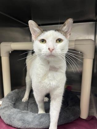 Toby, Adoptable, Adult Male Domestic Short Hair & Domestic Short Hair.