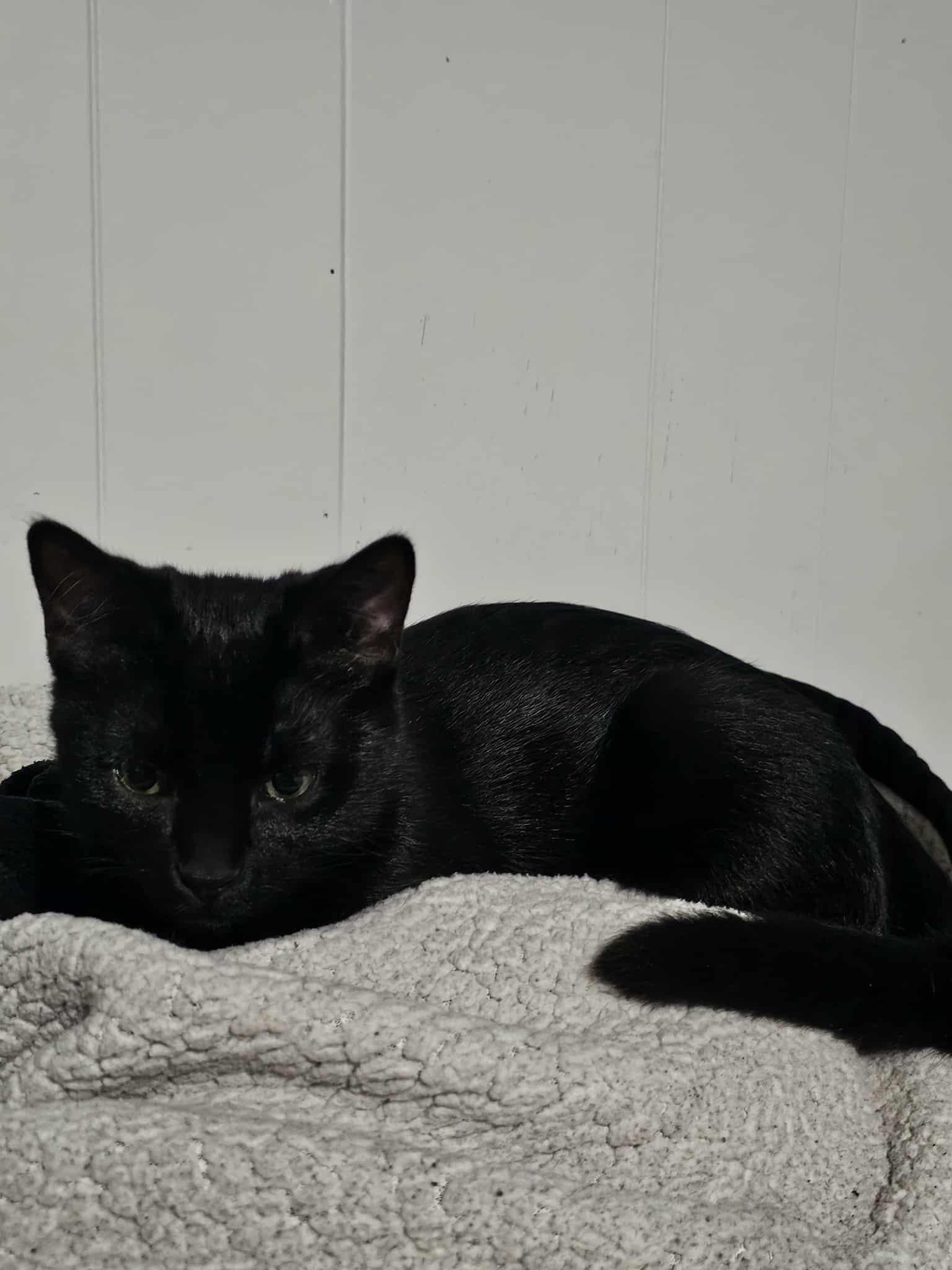 Enlarge Sideling, a Adoptable Domestic Short Hair in Overland Park, KS image 3/3