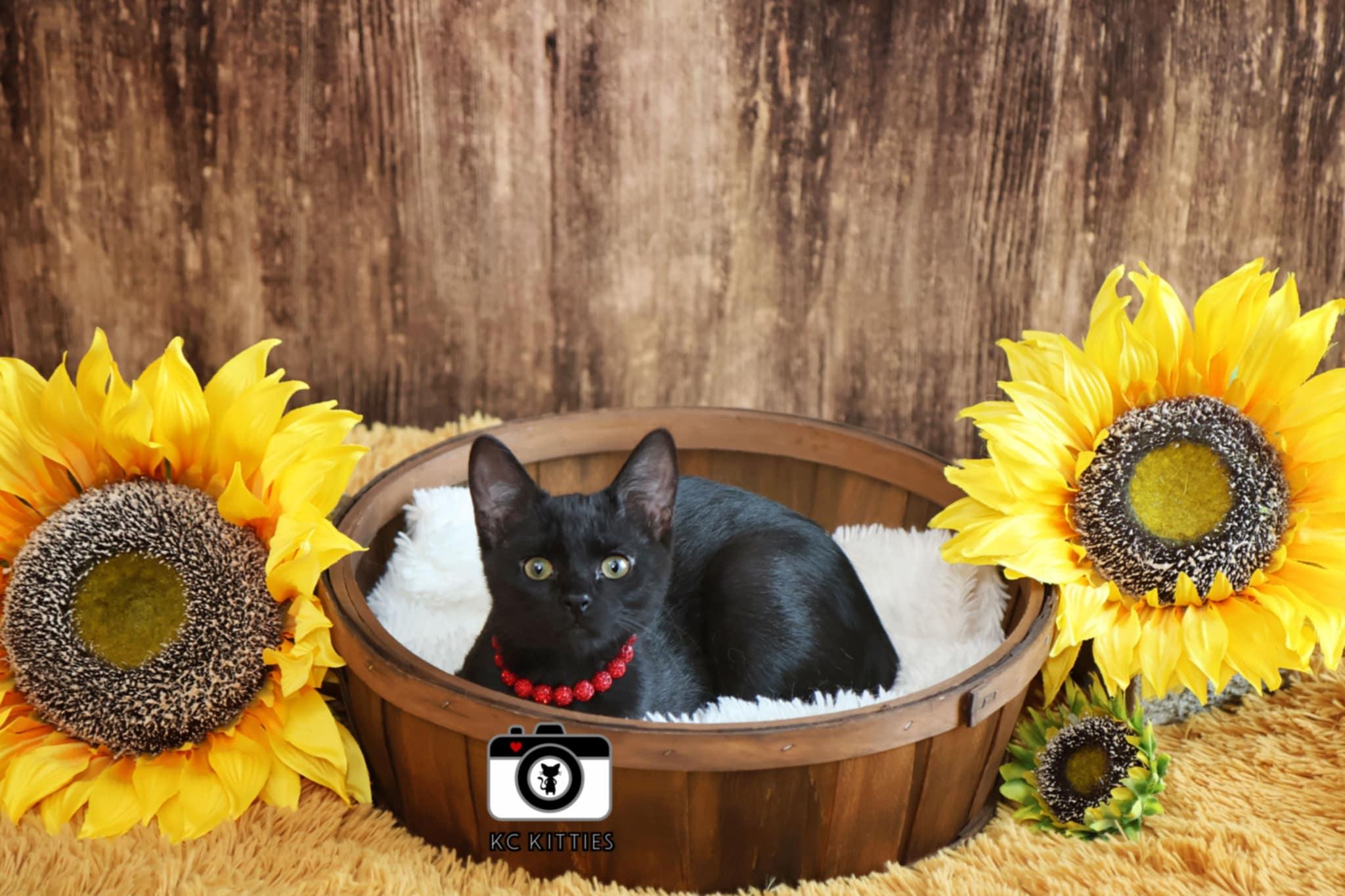 Enlarge Sideling, a Adoptable Domestic Short Hair in Overland Park, KS image 2/3