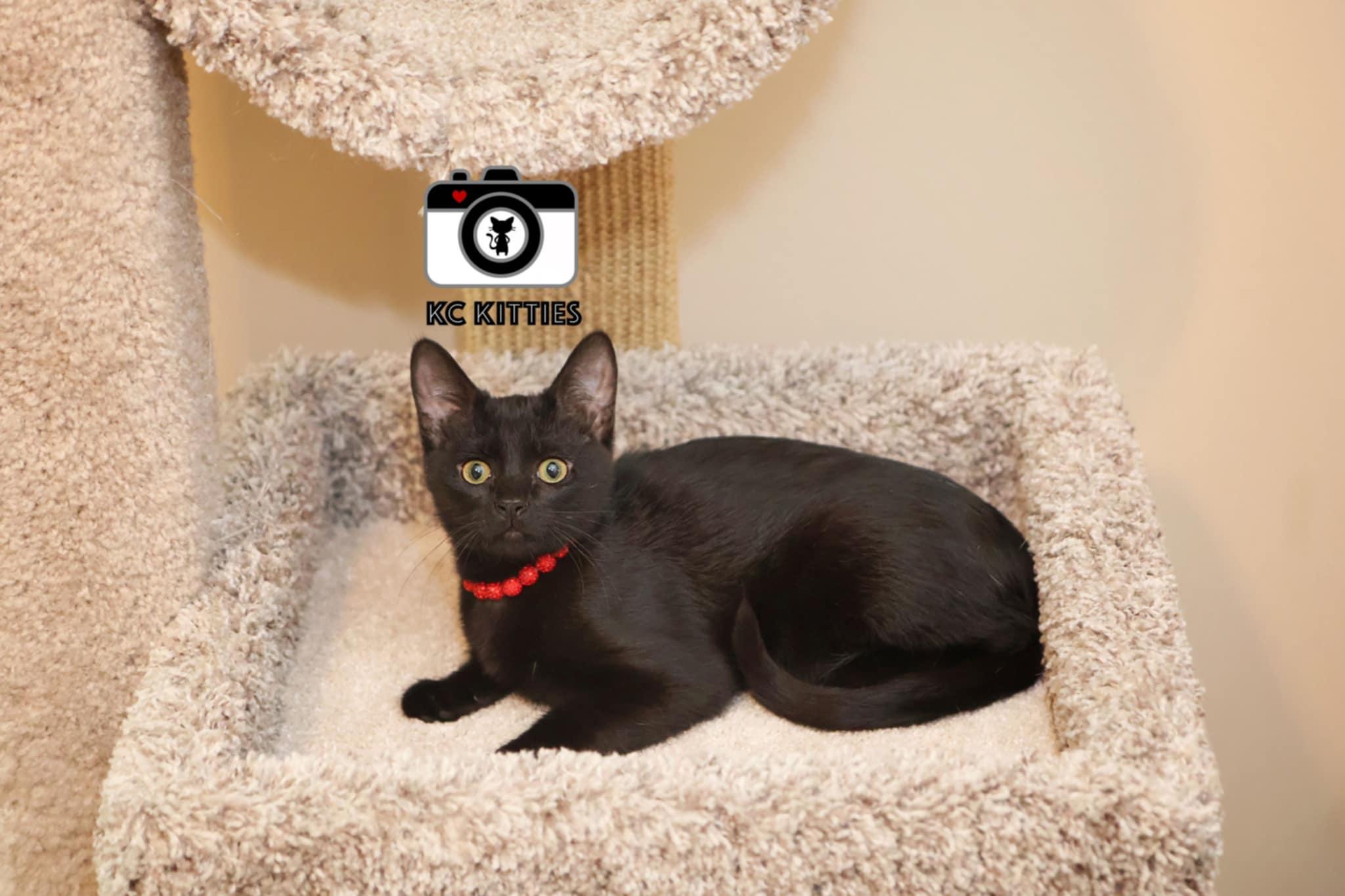 Enlarge Sideling, a Adoptable Domestic Short Hair in Overland Park, KS image 1/3