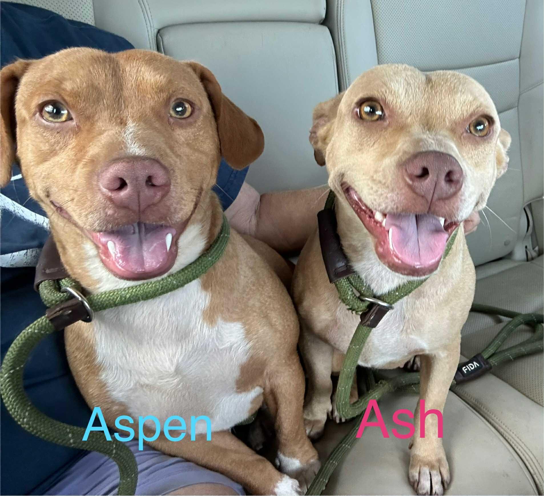 Enlarge Aspen, a Adoptable mixed breed in Sylacauga, AL image 2/5