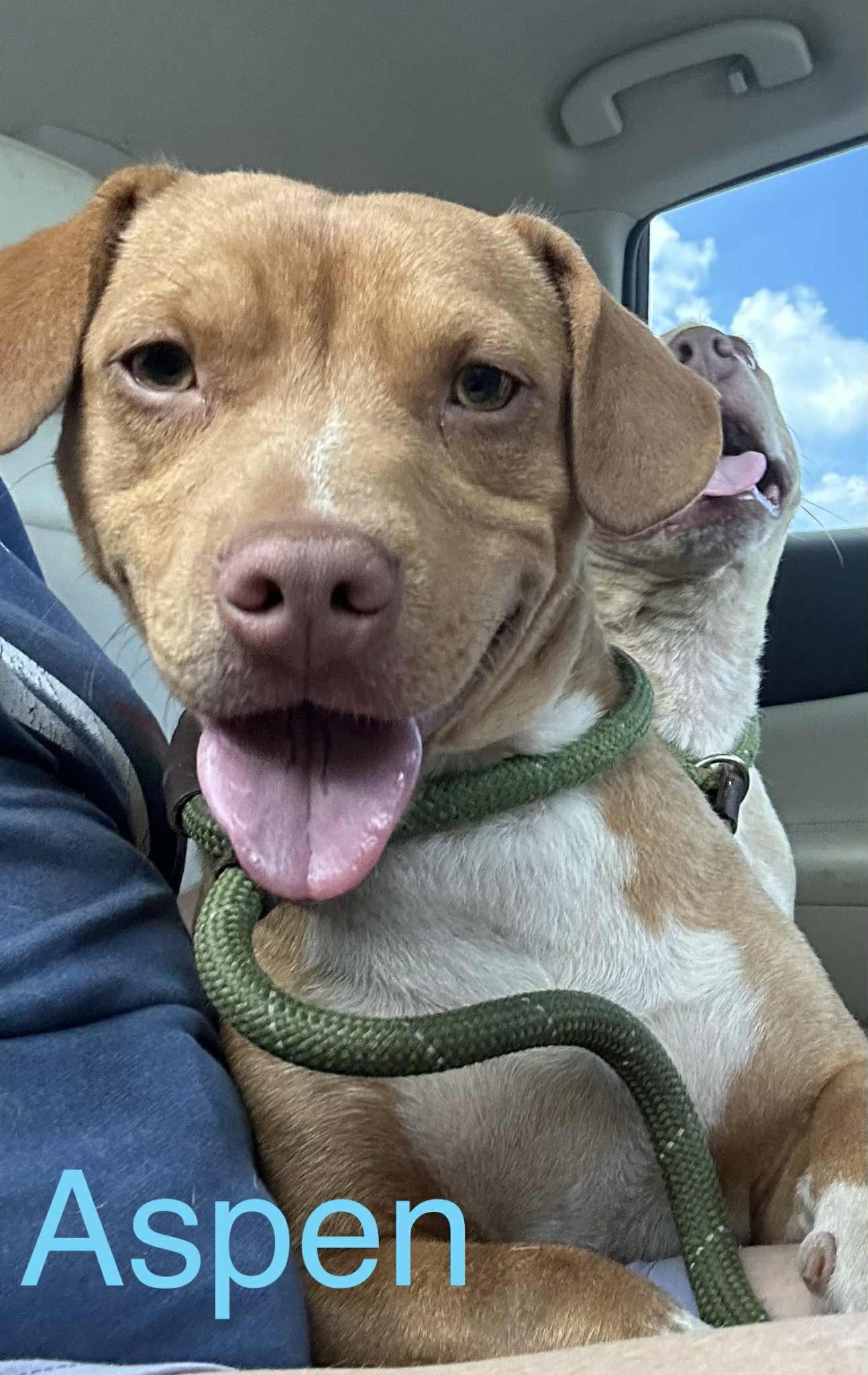 Enlarge Aspen, a Adoptable mixed breed in Sylacauga, AL image 4/5