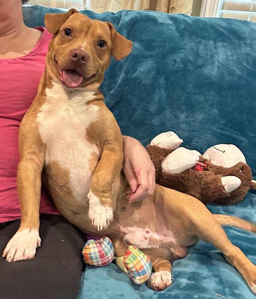 Aspen, Adoptable, Adult Male Pit Bull Terrier & Labrador Retriever.