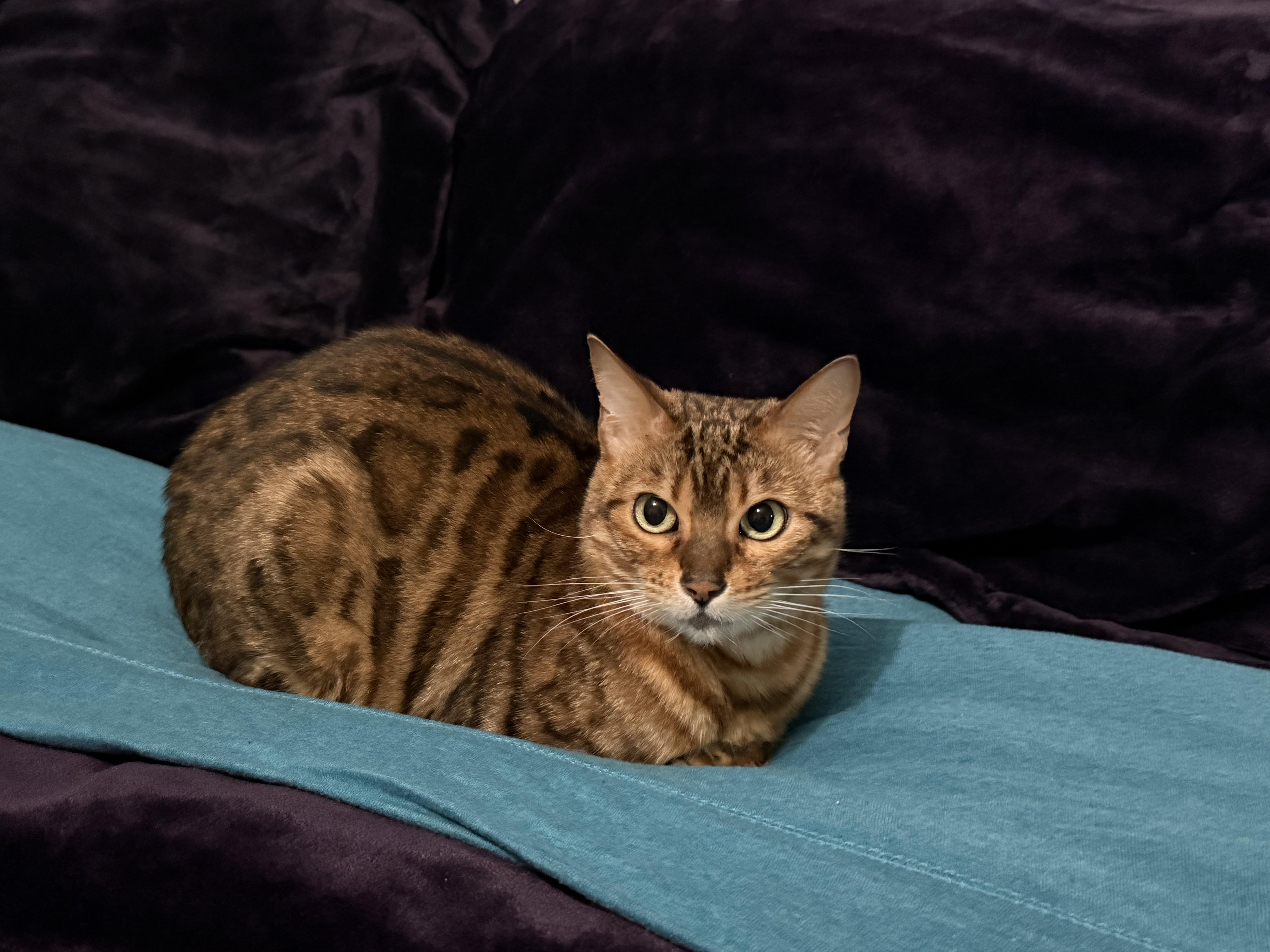 Enlarge Pyrle, a ADOPTABLE Bengal in Navarre, FL image 2/3