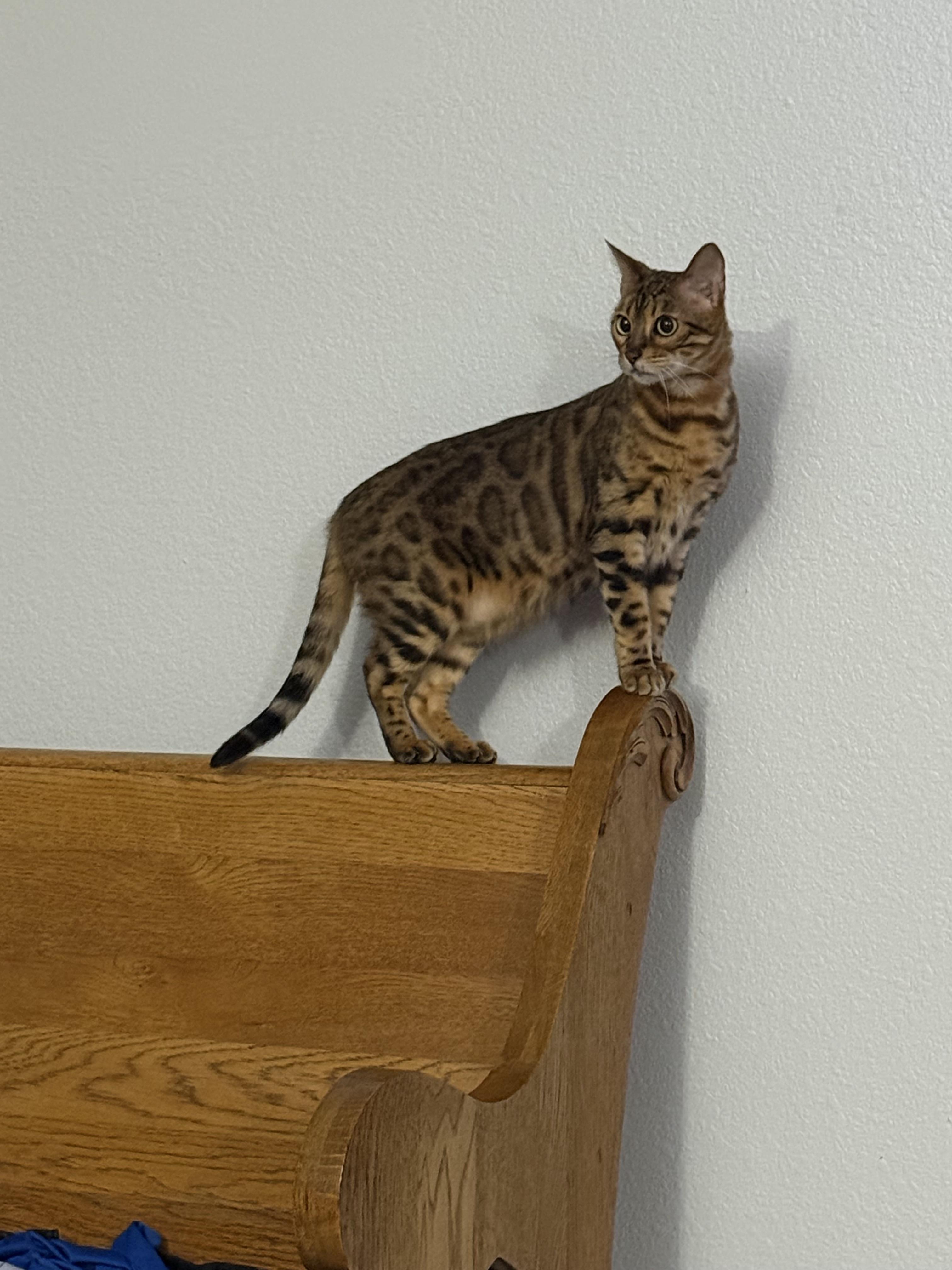 Enlarge Pyrle, a ADOPTABLE Bengal in Navarre, FL image 3/3