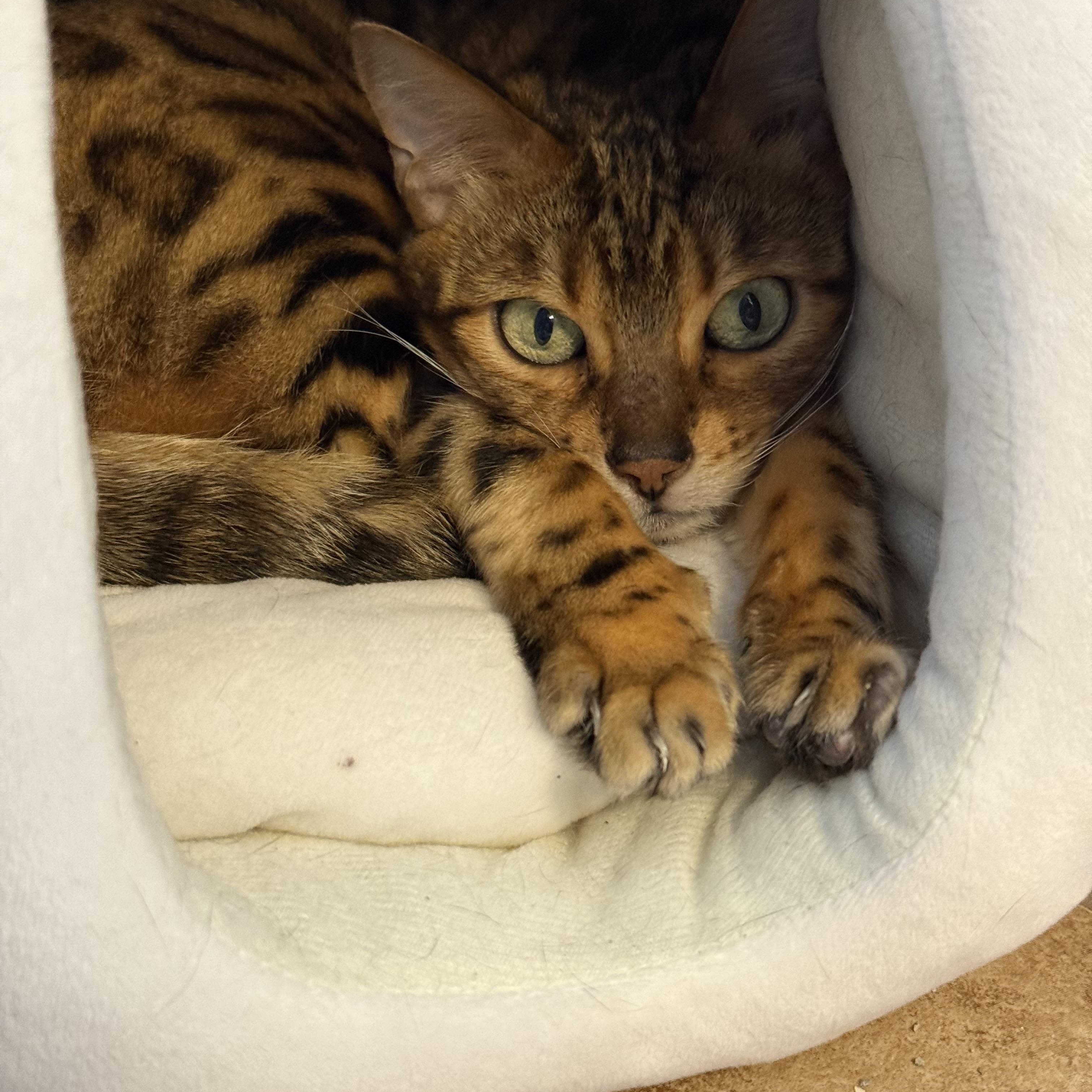 Enlarge Pyrle, a ADOPTABLE Bengal in Navarre, FL image 1/3