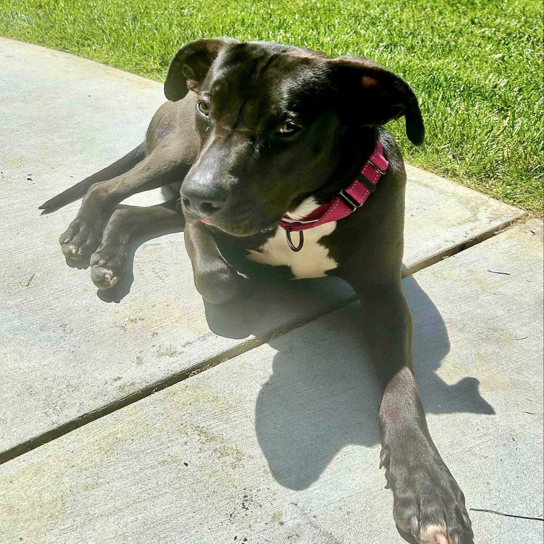 Enlarge Dobby, a Adoptable American Staffordshire Terrier in Santa Clarita, CA image 1/1