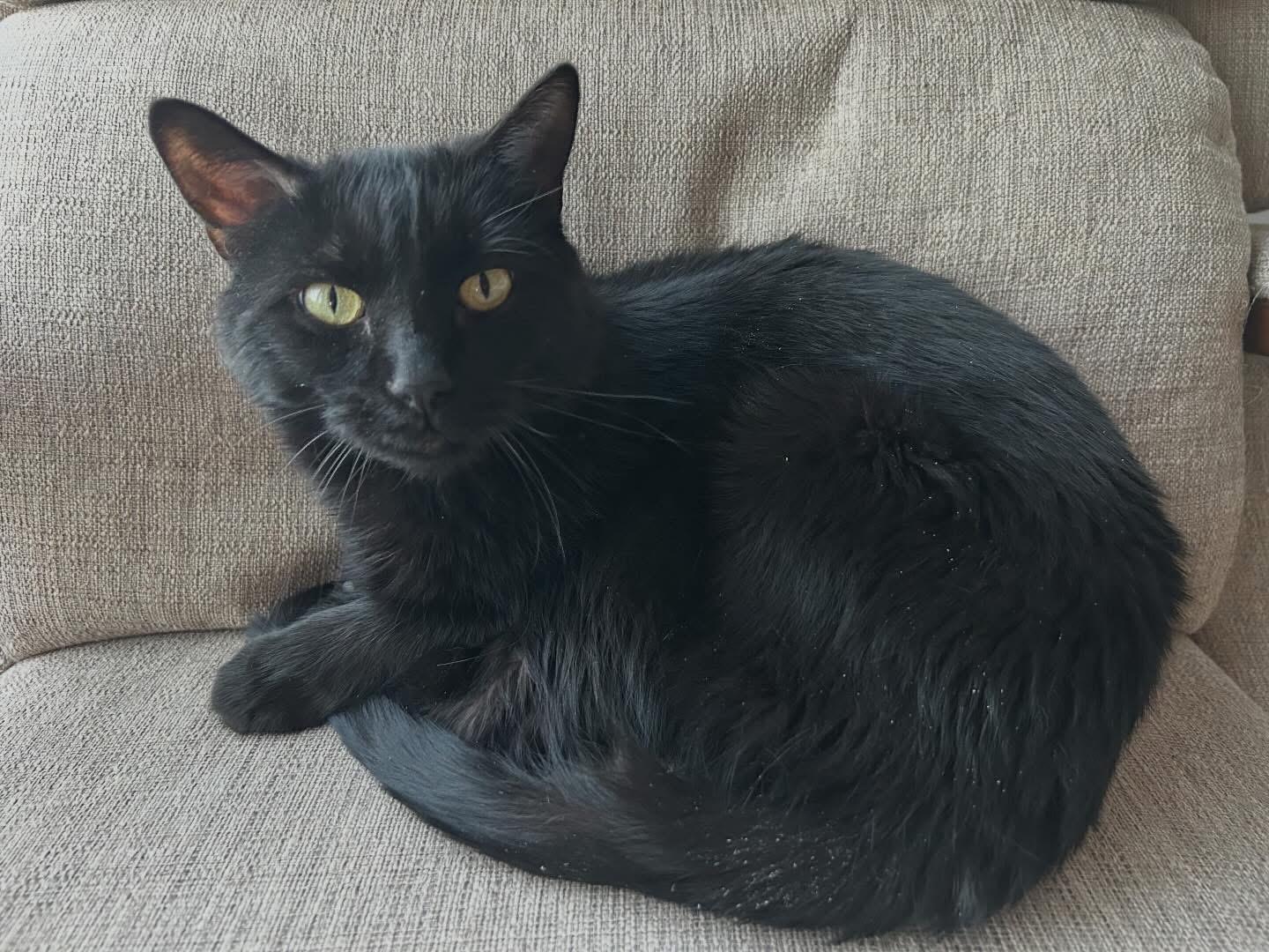 Robbie, Adoptable, Adult Male Domestic Short Hair.