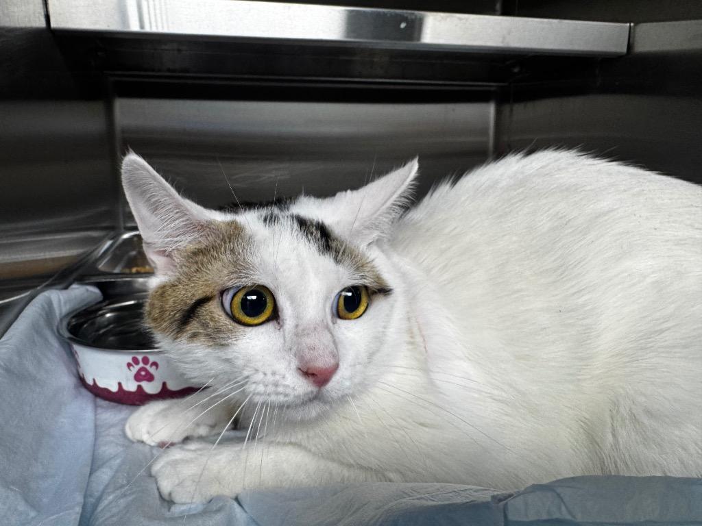 Butt Butt, Adopted, Young Male Domestic Short Hair.