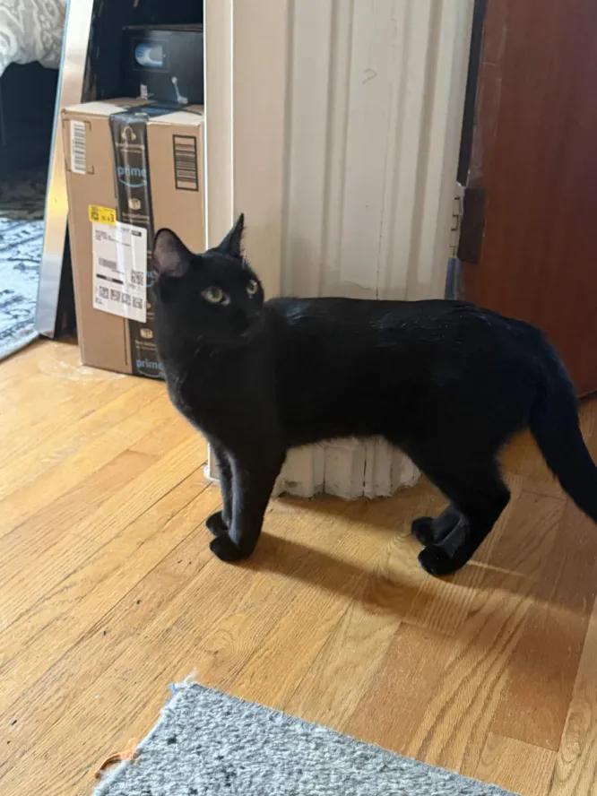 Enlarge Mittens, a Adoptable Domestic Short Hair in Weehawken, NJ image 5/6