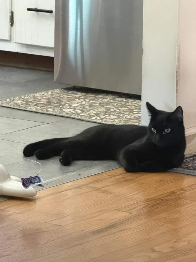 Enlarge Mittens, a Adoptable Domestic Short Hair in Weehawken, NJ image 4/6