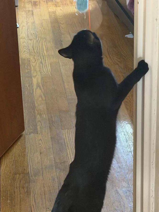 Enlarge Mittens, a Adoptable Domestic Short Hair in Weehawken, NJ image 6/6