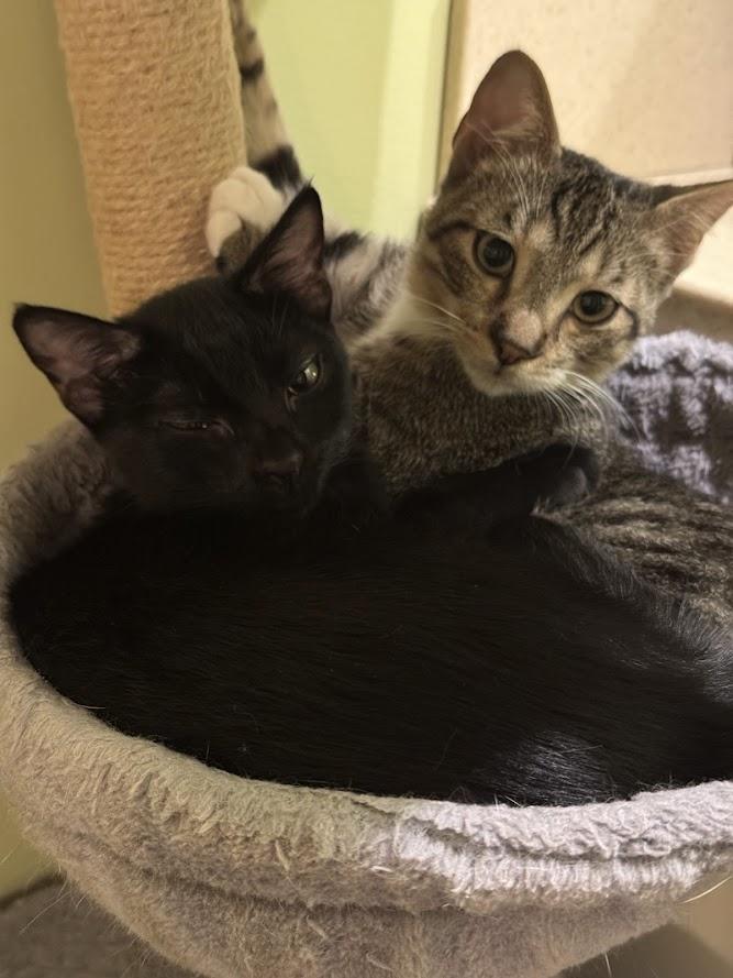 Kipper, Adoptable, Kitten Male Domestic Short Hair.