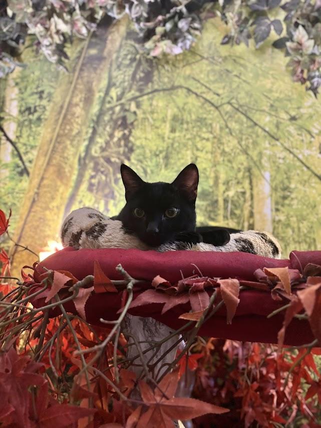 Enlarge Kipper, a Adoptable Domestic Short Hair in The Colony, TX image 1/3