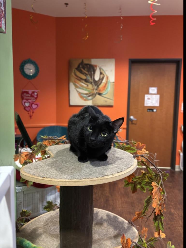 Kipper, a Adoptable Domestic Short Hair in The Colony, TX image 5/5