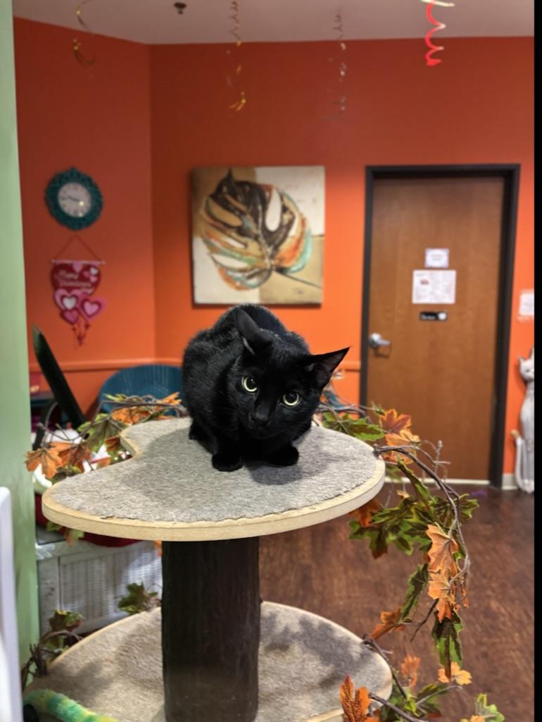 Kipper, a Adoptable Domestic Short Hair in The Colony, TX image 4/5