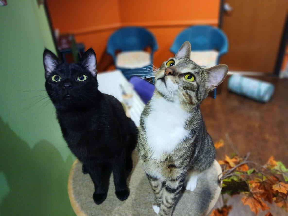 Enlarge Kipper, a Adoptable Domestic Short Hair in The Colony, TX image 2/3