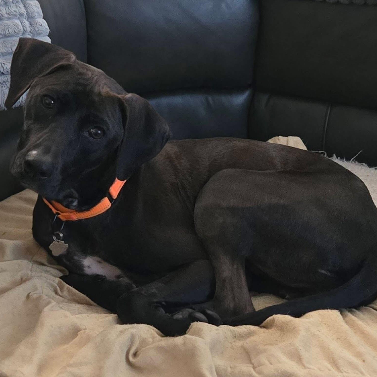 Maddox, Adoptable, Young Male Black Labrador Retriever.