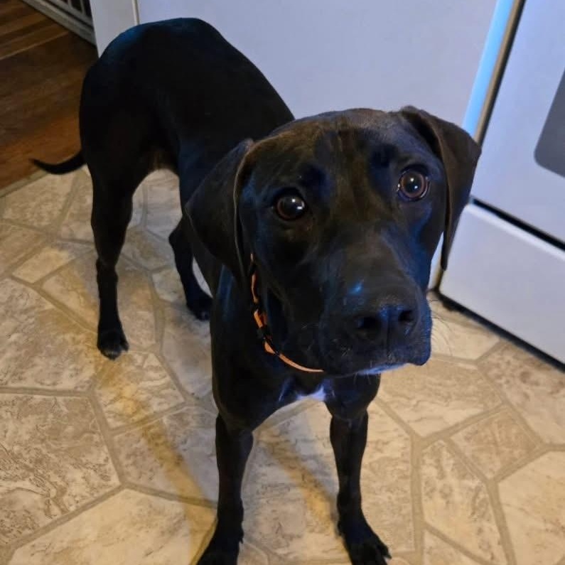 Enlarge Maddox, a Adoptable mixed breed in Grafton, OH image 3/4