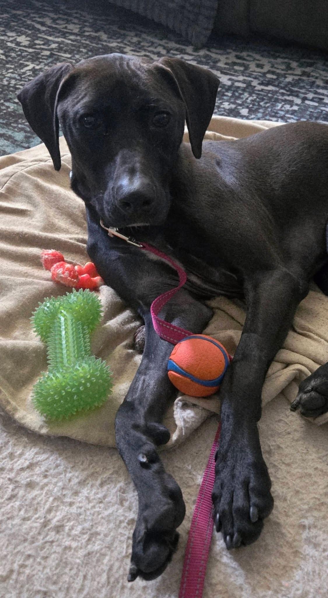 Enlarge Maddox, a Adoptable mixed breed in Grafton, OH image 4/4