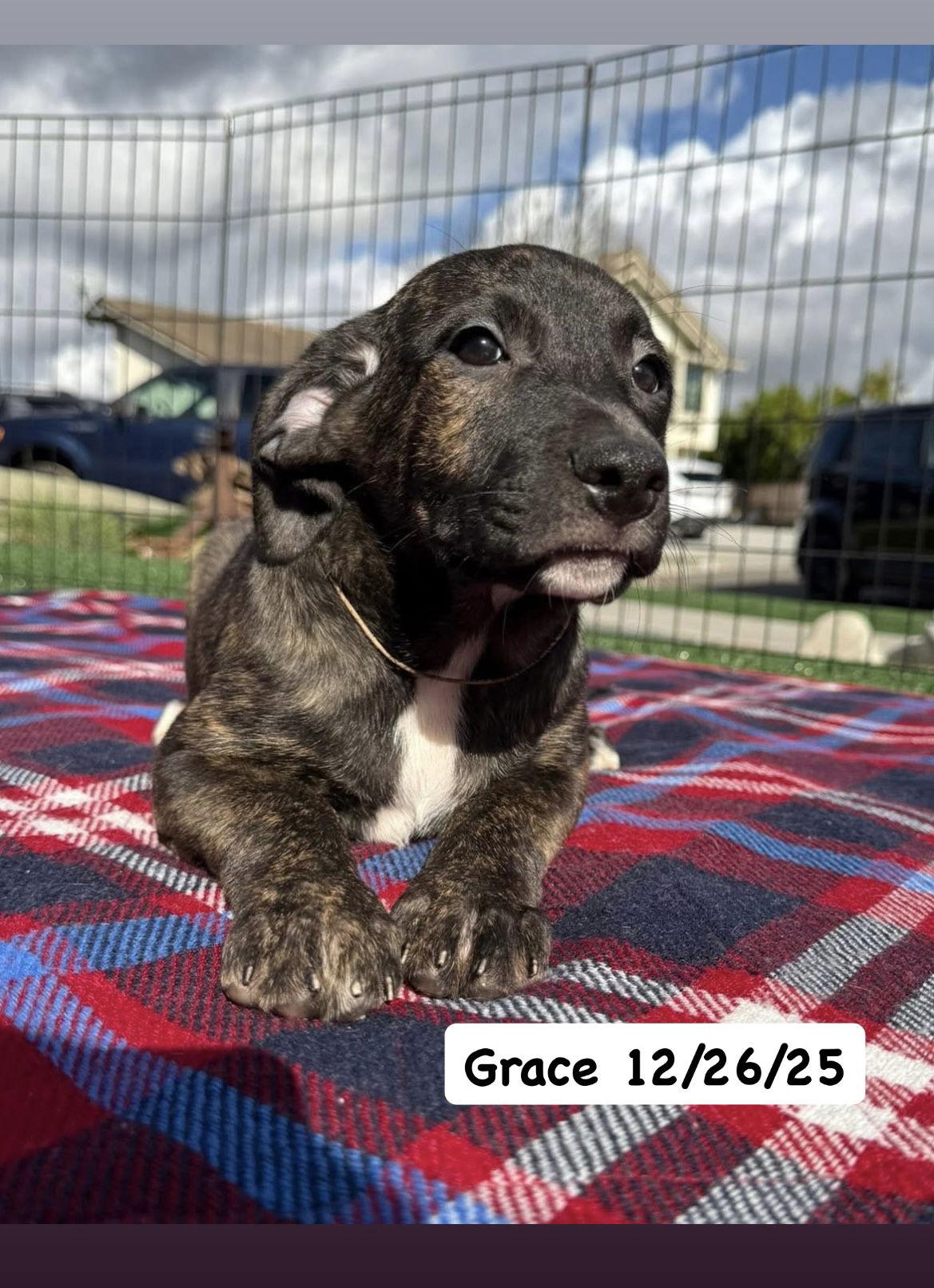 Tallulah's Tinsels - Grace, Adoptable, Puppy Female American Staffordshire Terrier.