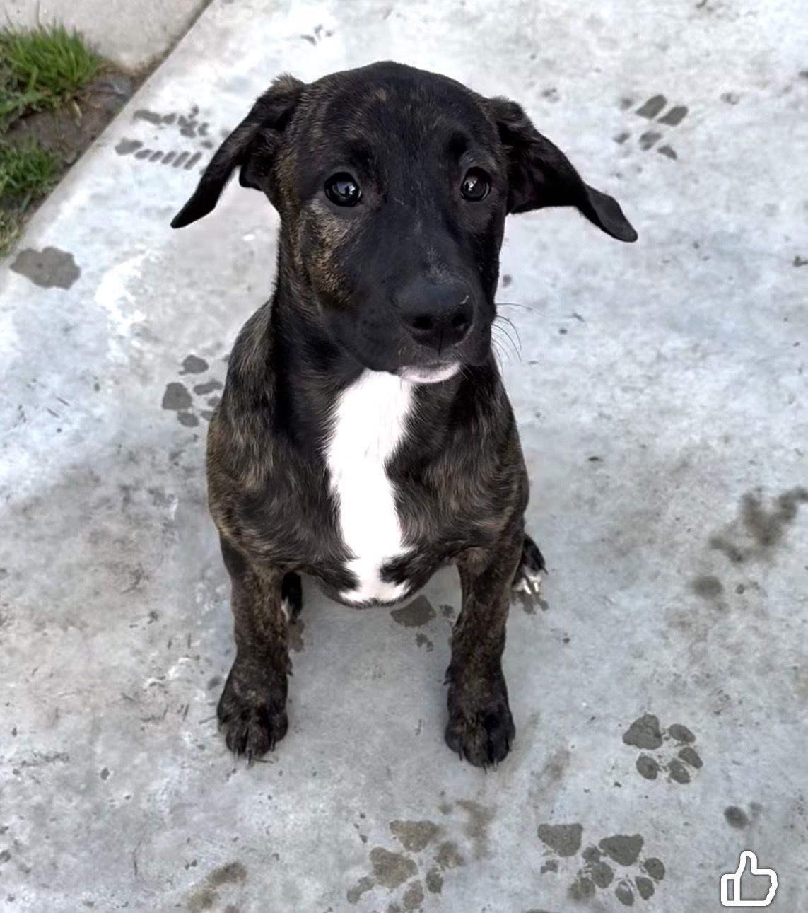Tallulah's Tinsels - Grace, Adoptable, Puppy Female American Staffordshire Terrier.