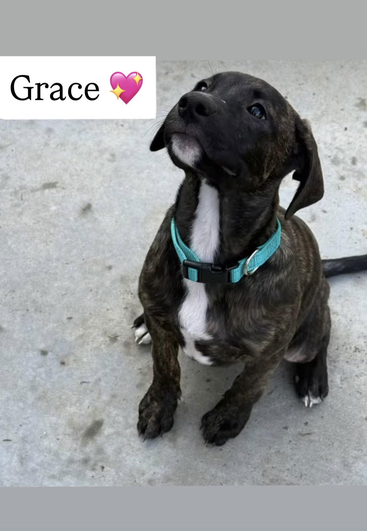 Enlarge Tallulah's Tinsels - Grace, a Adoptable American Staffordshire Terrier in San Diego, CA image 3/3