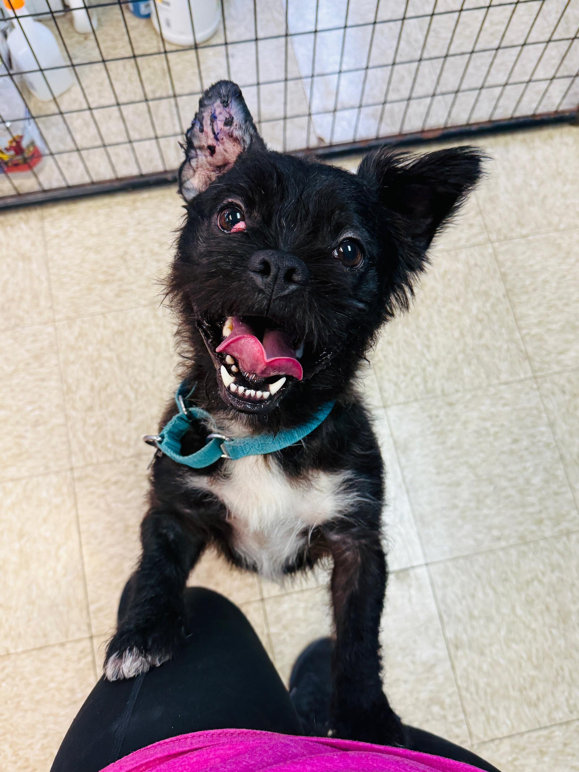 Onyx Mixed Breed Dog