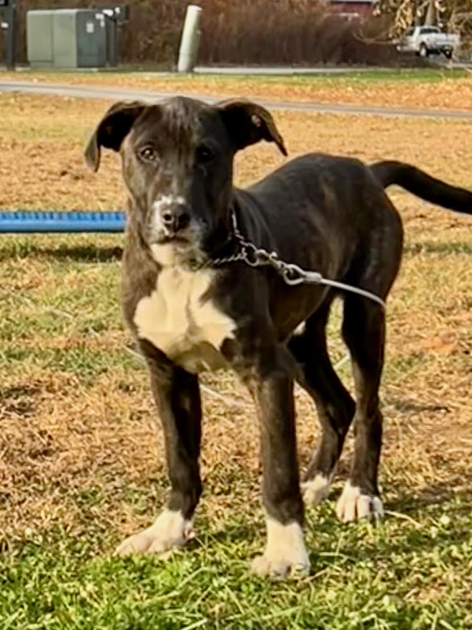 R.A.D., Adoptable, Puppy Male Mountain Cur & Boxer.