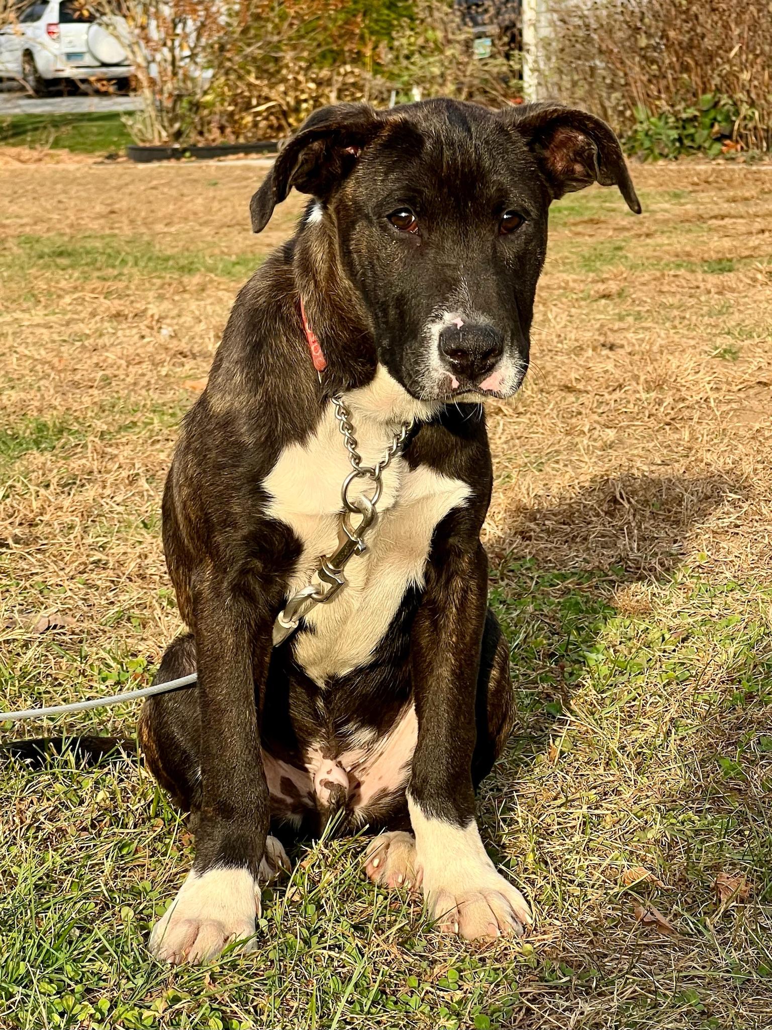 R.A.D., a Adoptable mixed breed in Griswold, CT image 1/6