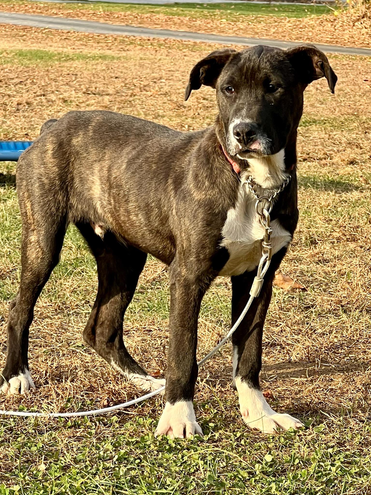 R.A.D., a Adoptable mixed breed in Griswold, CT image 3/6