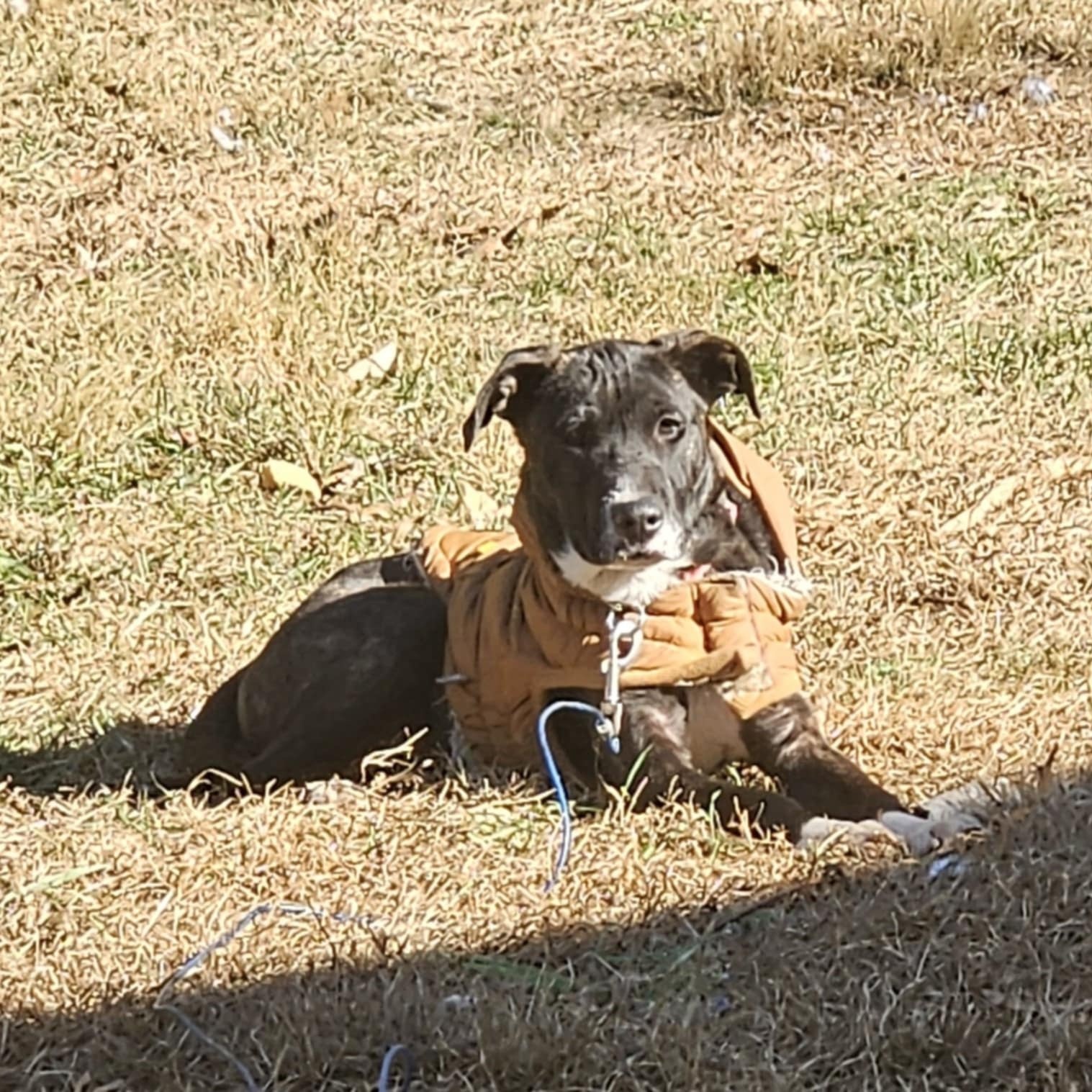 R.A.D., a Adoptable mixed breed in Griswold, CT image 4/6