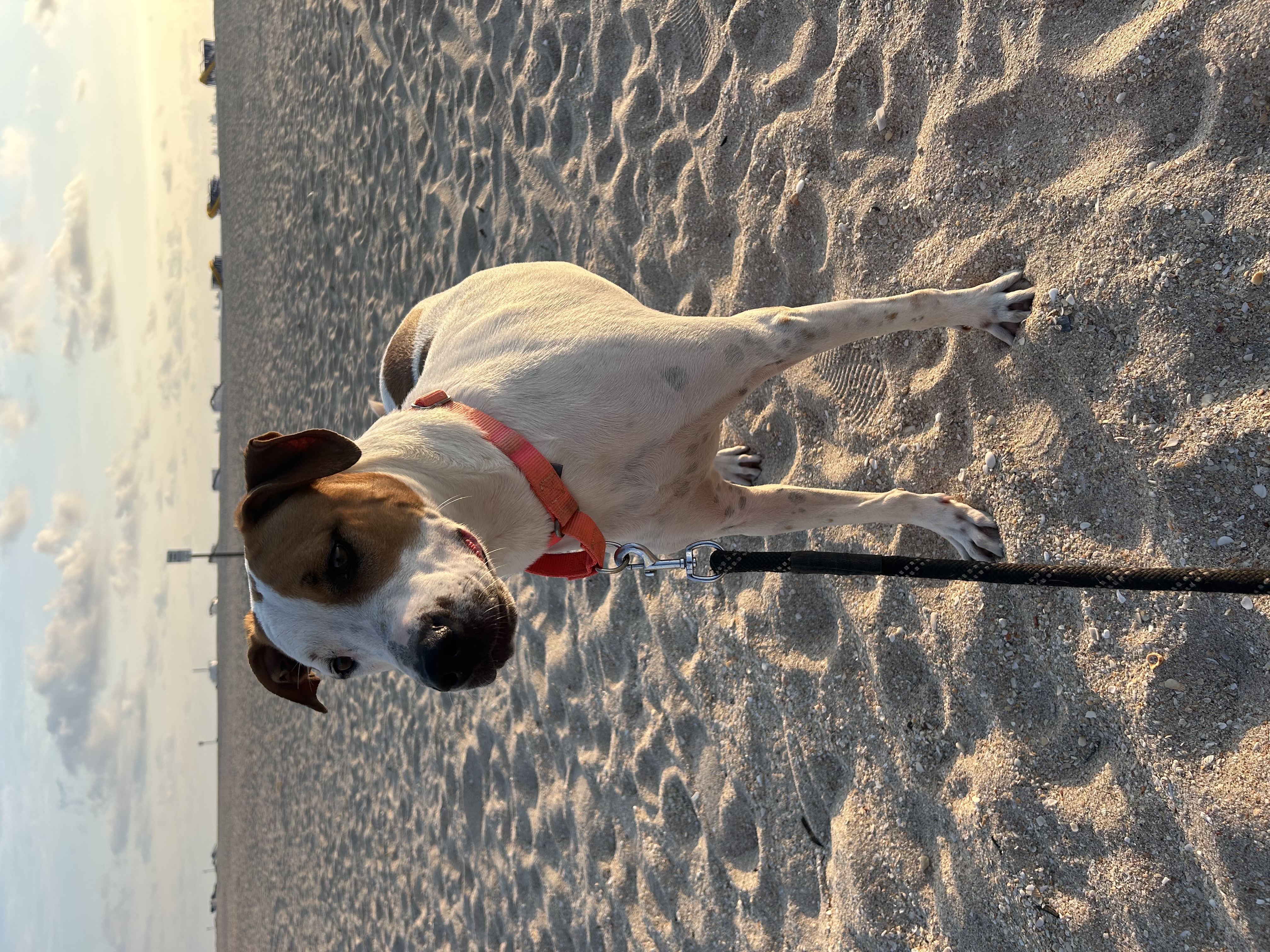 Cookie, Adoptable, Young Female Foxhound.